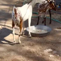 بز های|حیوانات مزرعه|خنج, |دیوار