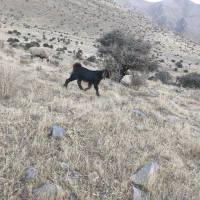 بره وکهره ماده|حیوانات مزرعه|حسن آباد, |دیوار