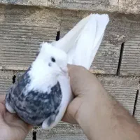 پرنده طوقی بخونید