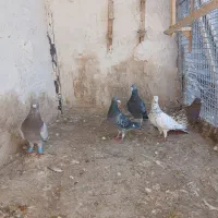 کبوتر فروشی