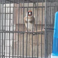سهره|پرنده|ملارد, |دیوار