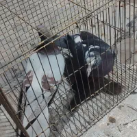 کفتر غریب گیر|پرنده|محمدشهر, محمدشهر|دیوار