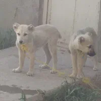 سگ عراقی