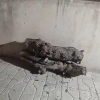 فروش تنه درخت توت