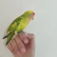 طوطی برزیلی نر رام