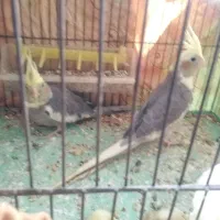 فروش تعدادی عروس هلندی