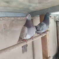 کفتر پلاکی و مسافتی اصیل و کله سبز و پاکستانی|پرنده|فردیس, شهرک شهید حسینی|دیوار