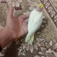 جوجه عروس هلندی.