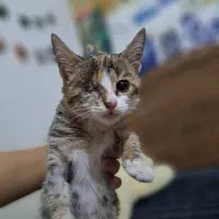 واگذاری بچه‌گربه ۲ماهه