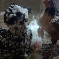 فروش مرغ تخمگذار|حیوانات مزرعه|ازنا, |دیوار