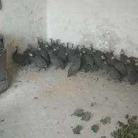 مرغ شاخدار