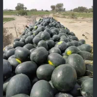 هندوانه سیاه  وگرد بیضی خربزه راک