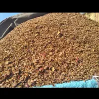 تفاله سیب و چغندر