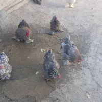 تعدادی مرغ کوشین دم خرگوشی|حیوانات مزرعه|سرپل ذهاب, |دیوار