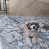 سگ پاکوتاه