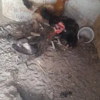 مرغ لاری و مرغ محلی تخم گزار|حیوانات مزرعه|رباط‌کریم, رباط‌کریم|دیوار