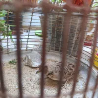 قناری|پرنده|بروجن, |دیوار