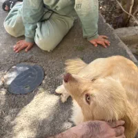 واگذاری رایگان