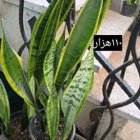 گل سانسوریاابلق|گل و گیاه طبیعی|سنگر, |دیوار