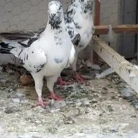 کفتر خوب|پرنده|تهران, بهداشت|دیوار