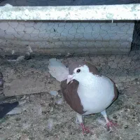 کفتر شهرستانی