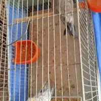 یک جفت عروس هلندی|پرنده|خمینی‌شهر, |دیوار