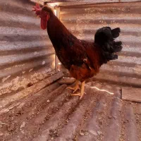 خروس|حیوانات مزرعه|رفسنجان, |دیوار