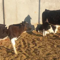 گوساله وگاو شیری|حیوانات مزرعه|باشتین, |دیوار