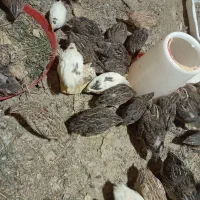 بلدرچین ماده