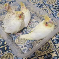 جوجه عروس هلندی سرلاکی