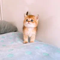 مجموعه گربه های اصیل و خاص ( پرشین بریتیش اسکاتیش)|گربه|رشت, گلسار|دیوار