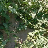 نیازمند شریکدار برای کشاورزی