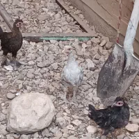 فروش مرغ و جوجه خروس|حیوانات مزرعه|چرام, |دیوار