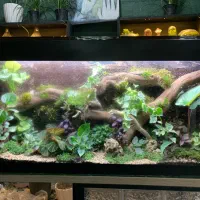 تراریوم حرفه ای و با گیاهان خاص و زیبا