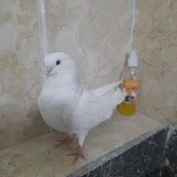 کبوتر شازده نوک قنار|پرنده|تهران, طیب|دیوار