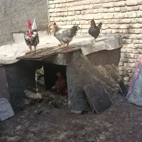 تخم مرغ نطفه|حیوانات مزرعه|اردبیل, |دیوار