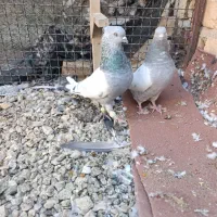 فروش کبوتر جفتی