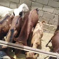 بز بره|حیوانات مزرعه|هیرمند, |دیوار