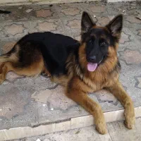 سگ ژرمن شپرد اصل