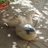 اردک ماده