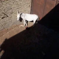 خر باربری|حیوانات مزرعه|زند, |دیوار