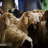 جشنواره تخفیف ویژه جهت قربانی وعقیقه گوسفند زنده|حیوانات مزرعه|مشهد, کشاورز|دیوار