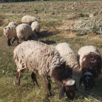 ۸ تا میش ماده چاق مالداری دو قلوزا یکی نر|حیوانات مزرعه|ایرانشهر, |دیوار