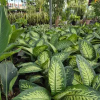 گل دیفن درگلخانه من زیر قیمت بازار