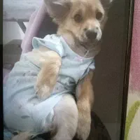 واگذاری سگ میکس اشپیتز