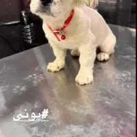 اشپیتز نر یک ساله