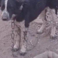توله ماده ۵ماه