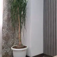 درختچه طبیعی لیندا 30 ساله بالغ گل داده با تخفیف|گل و گیاه طبیعی|تهران, حبیب الله|دیوار