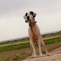 سگ ماده نگهبان ف ی ۱۰ ت