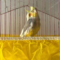 طوطی عروس ماده|پرنده|فومن, |دیوار